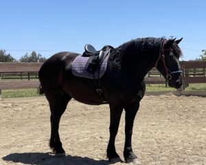 att.3jYTAn-0Flm7K-W3ssgXTh-honv3IgMDQVKSFf4fyls