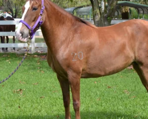 xsashaFeatured.jpg.pagespeed.ic_.vjFrmPrOY-