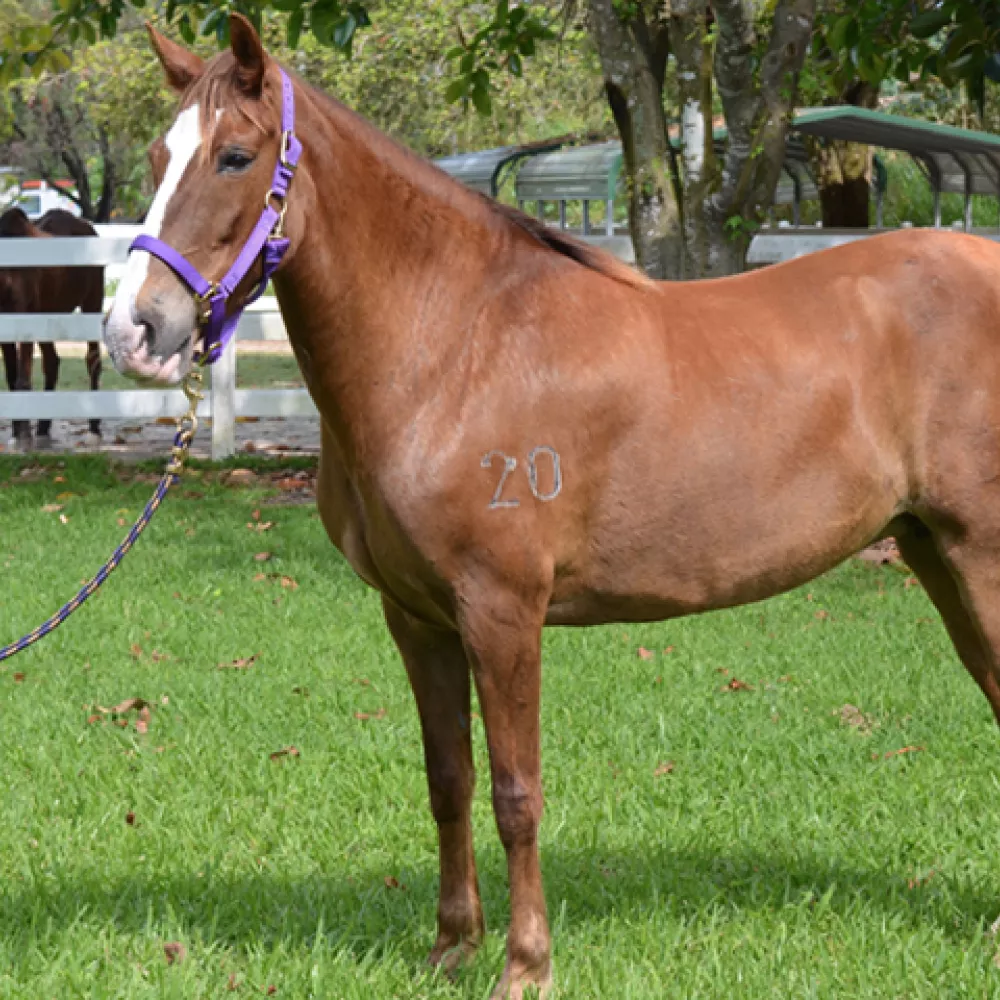 xsashaFeatured.jpg.pagespeed.ic_.vjFrmPrOY-