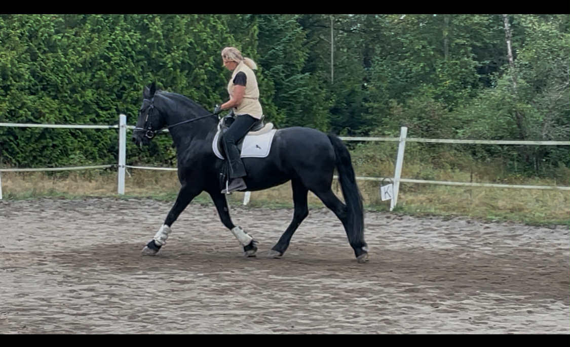 Deniva-under-saddle