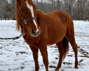 Untitled-design-2025-12-12T205752.780