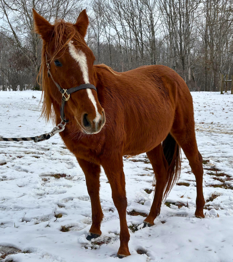 Untitled-design-2025-12-12T205752.780