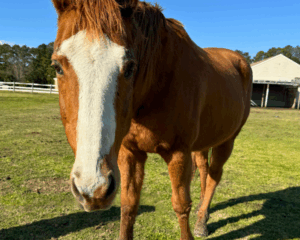 Untitled-design-2025-12-17T094159.415