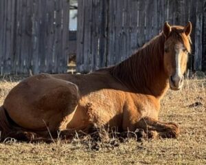 474858000_10161914893781865_1942911064765789144_n-1-768×415-1