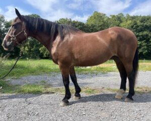 6552bc75-cc6b-4b0e-acb2-0b55b7e8ee55-768×576-1