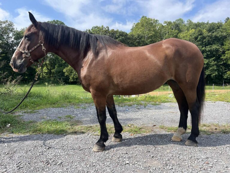 6552bc75-cc6b-4b0e-acb2-0b55b7e8ee55-768×576-1