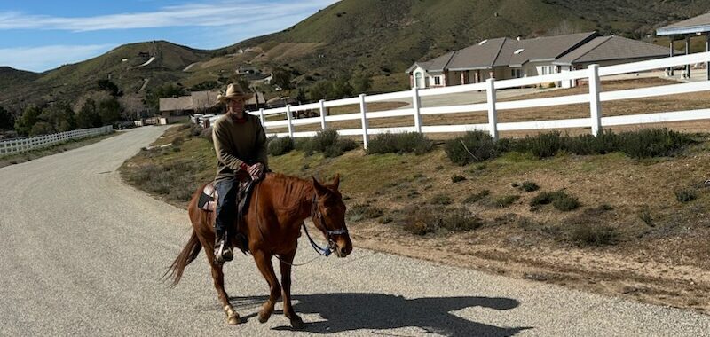 Gentle Riding Gentle Trail Riding Quarter Horse Mare - Equine