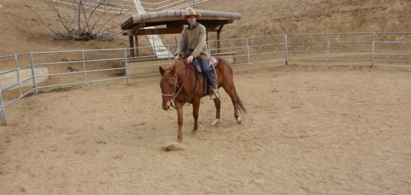 Gentle Riding Gentle Trail Riding Quarter Horse Mare - Equine