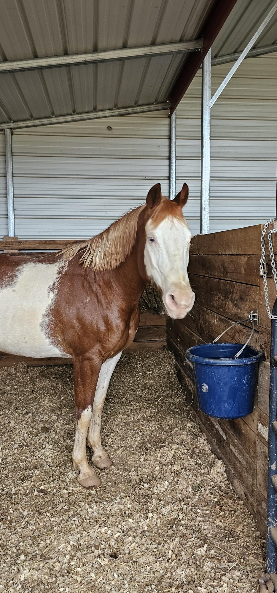 Hubba Hubba this girl is beautiful - Equine