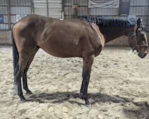 Lil-Red-Hoss-1