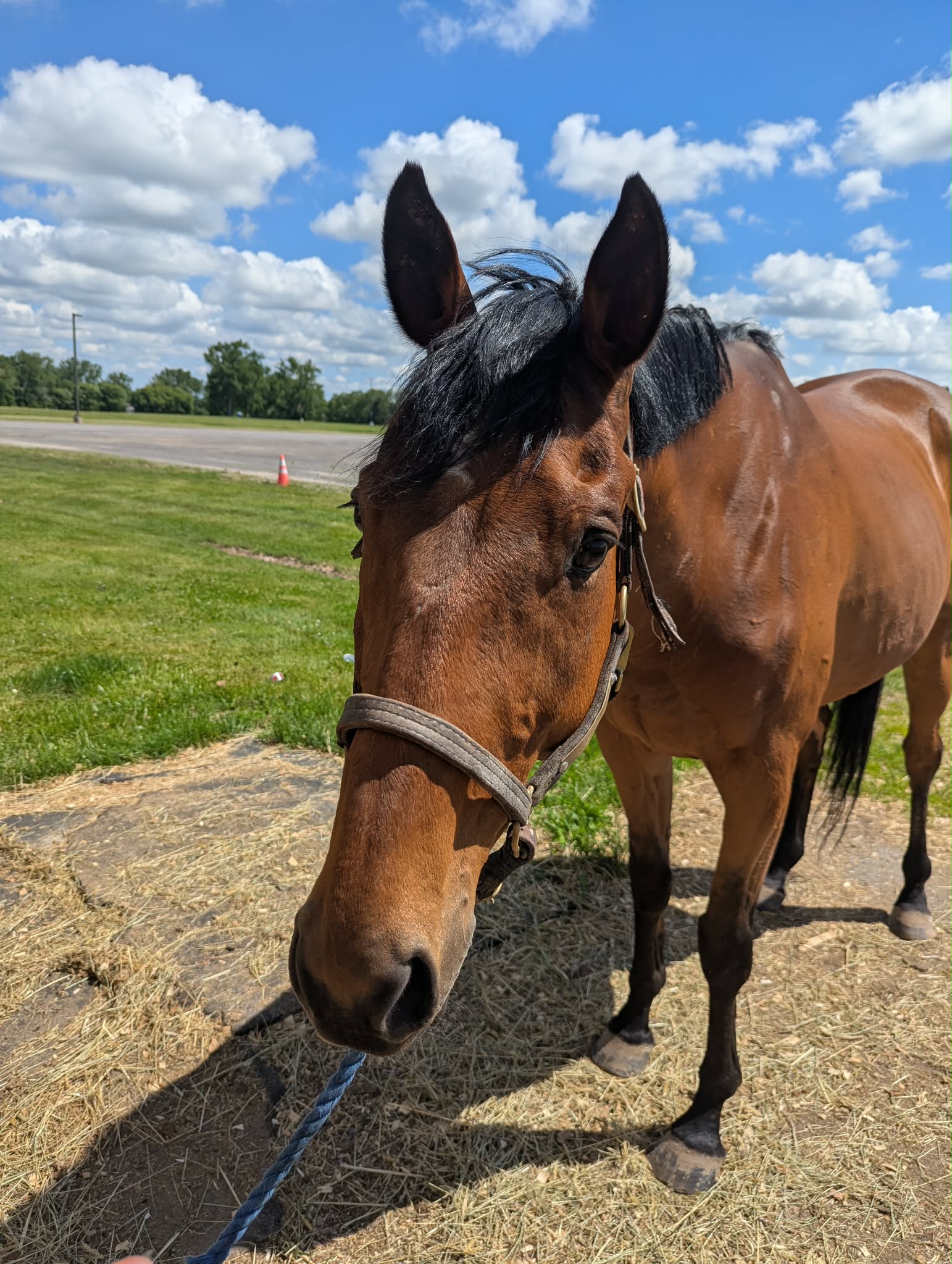 Lil-Red-Hoss-3