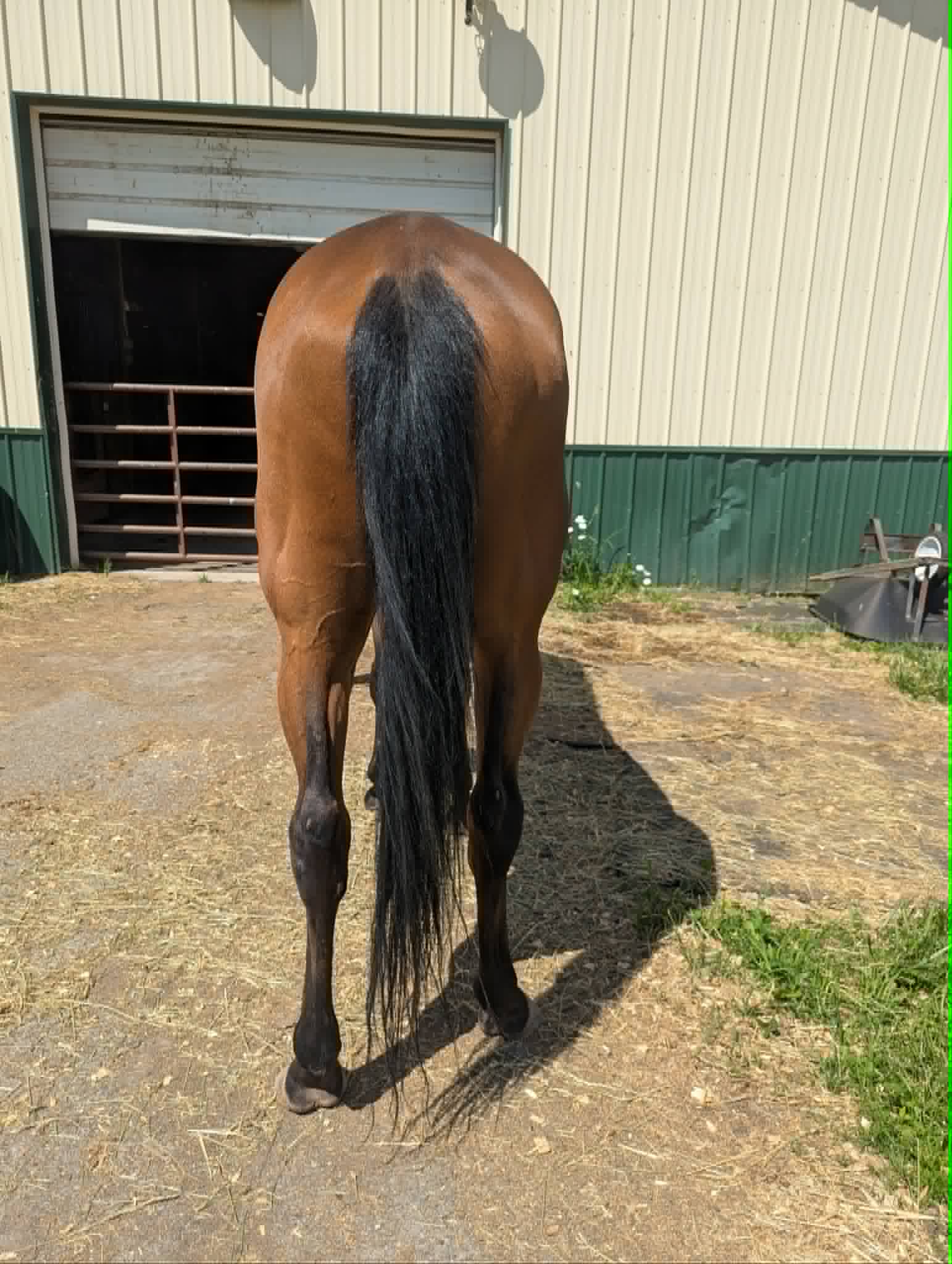 Lil-Red-Hoss-4