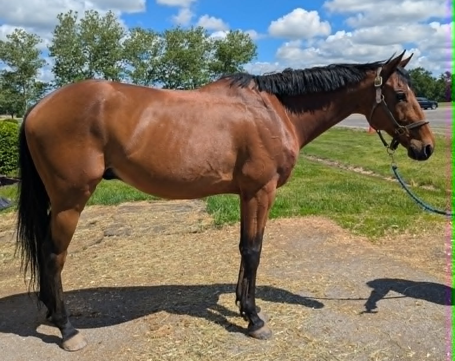 Lil-Red-Hoss-7