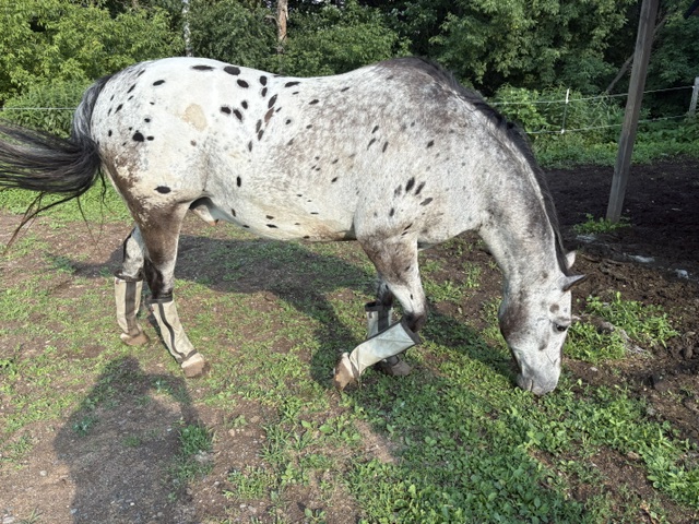 Riggs-1
