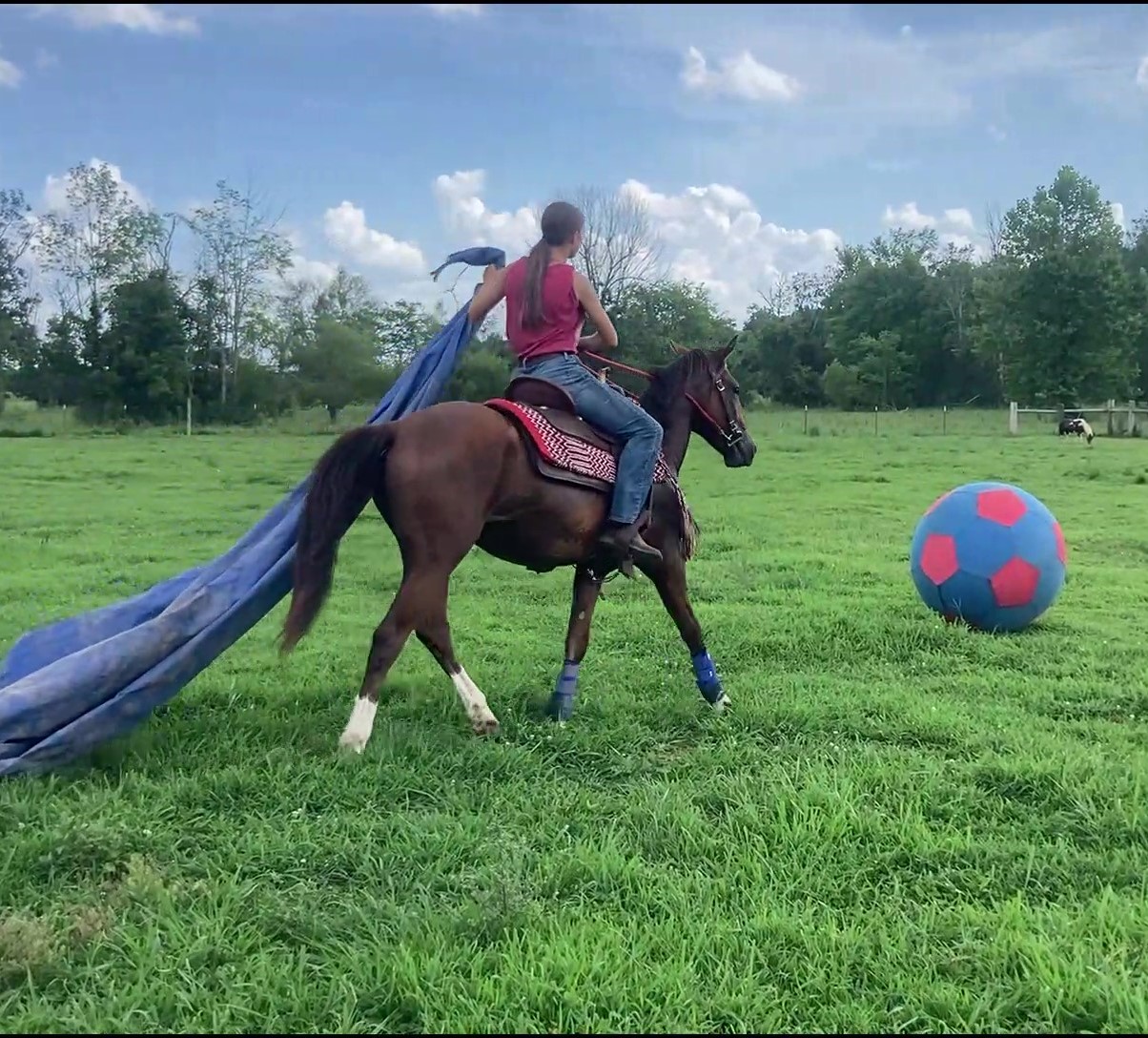 Trav-tarp-and-ball-frame-at-0m19sgh