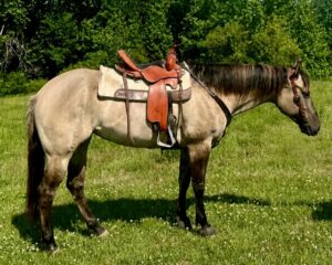 confirmation-saddle