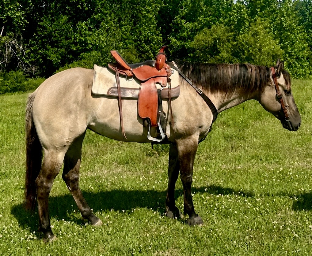 confirmation-saddle