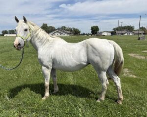 Gem-the-Mare-1