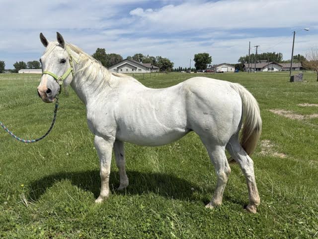 Gem-the-Mare-1