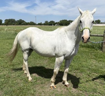 Gem-the-mare-2