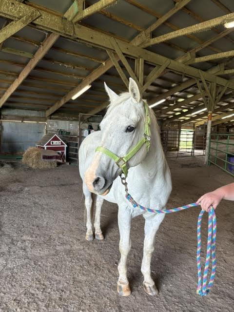 Gem-the-mare-3