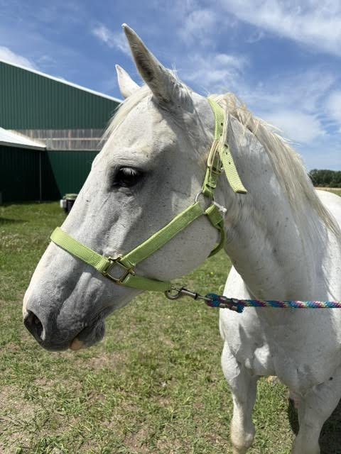 Gem-the-mare-4