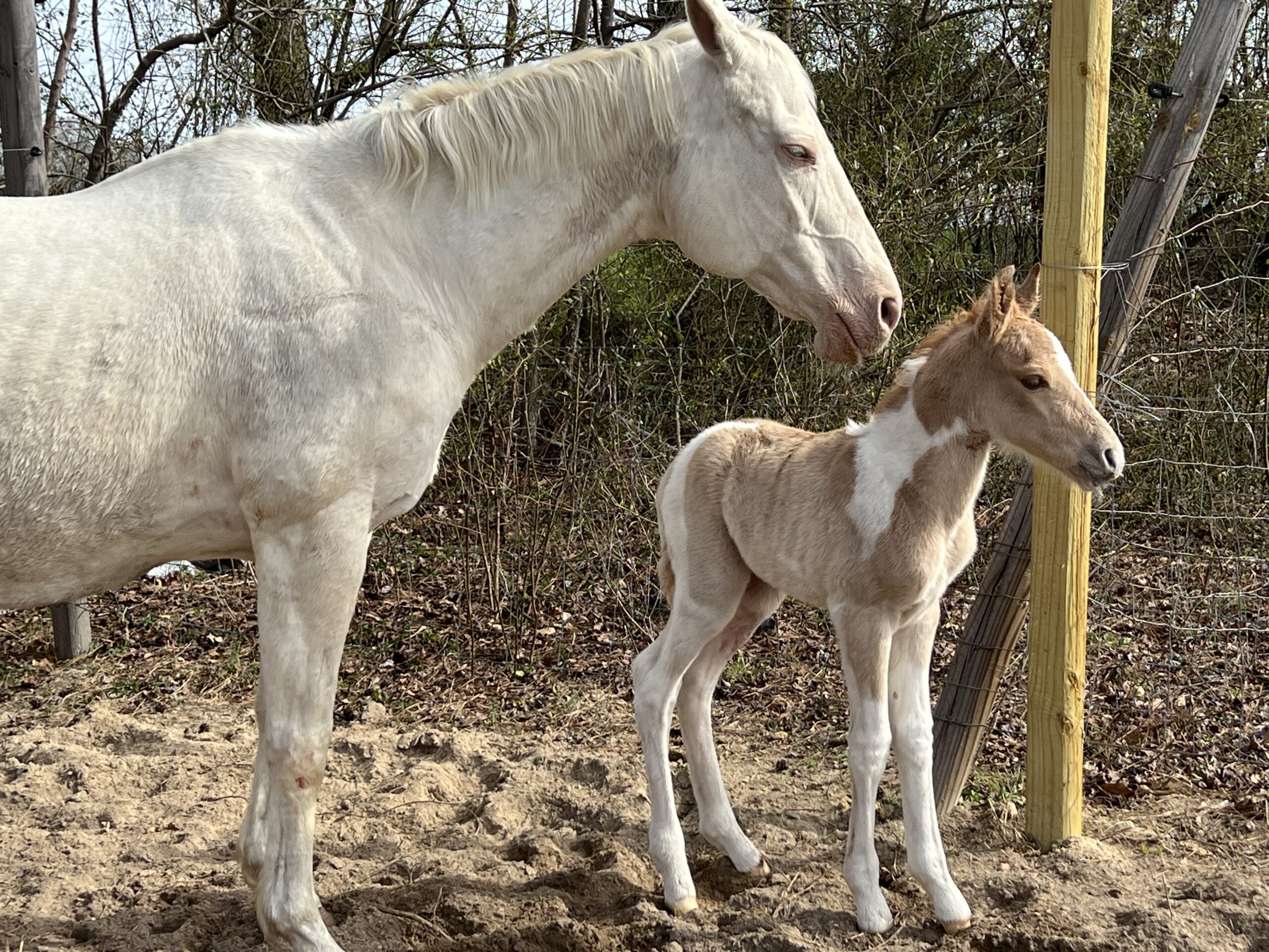 Scarlet-Noah-march-4-2025