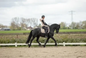 gelding-1
