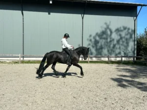 gelding-2