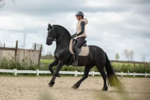 gelding