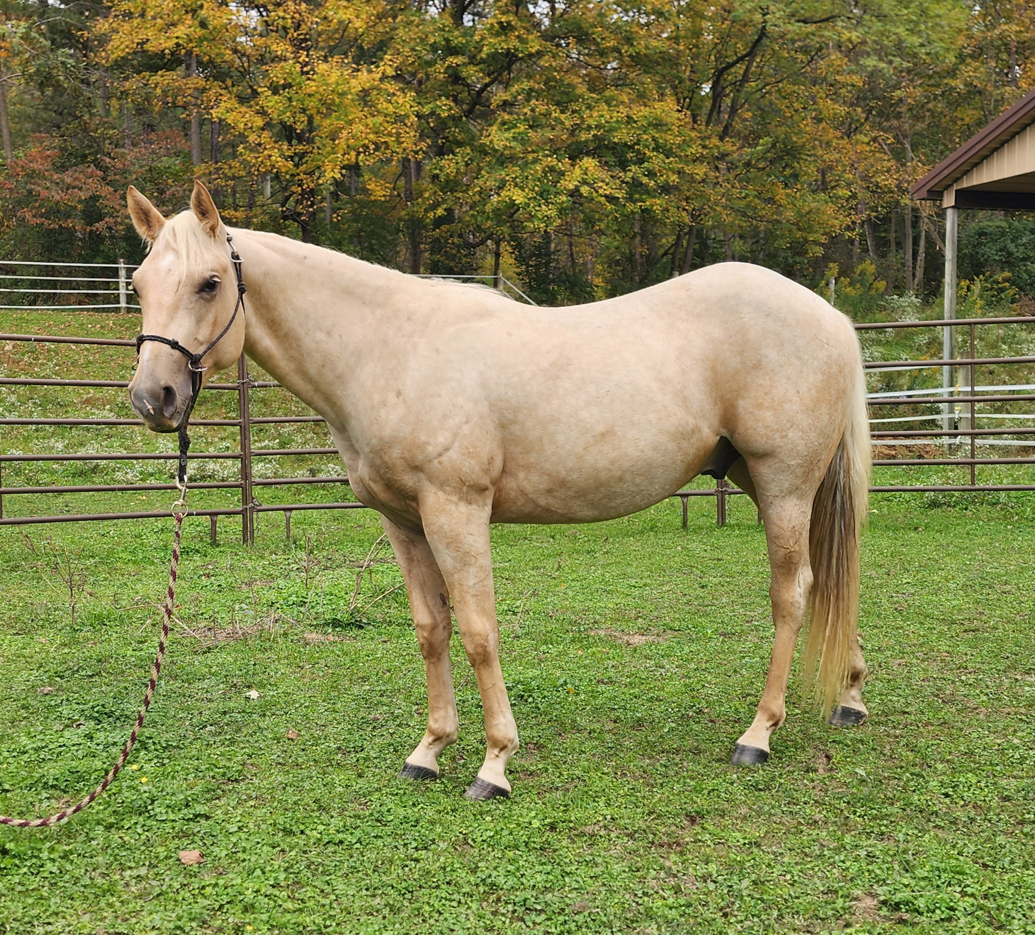 MB Vaqueros Casper "Scooter"