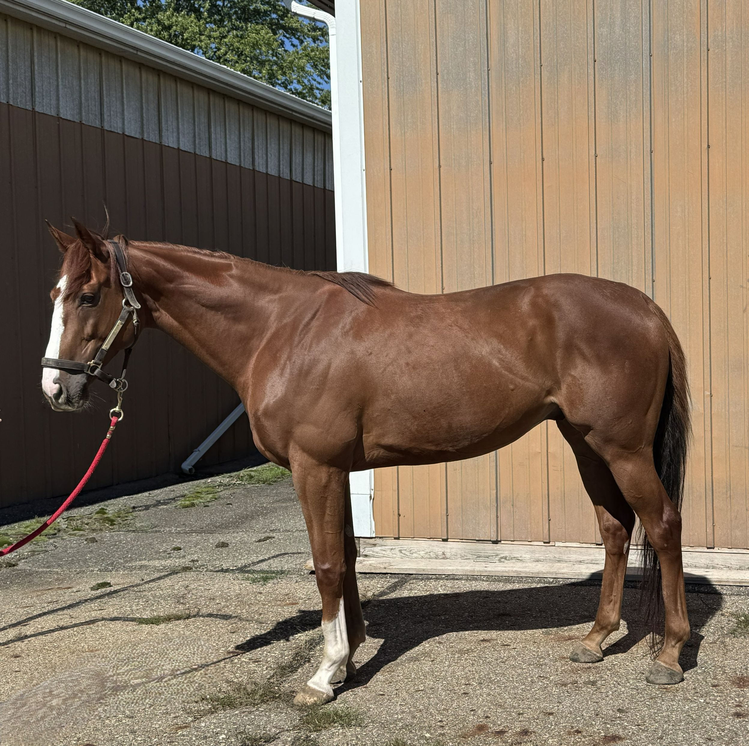 Spectacular-Luck-LSide-Conformation