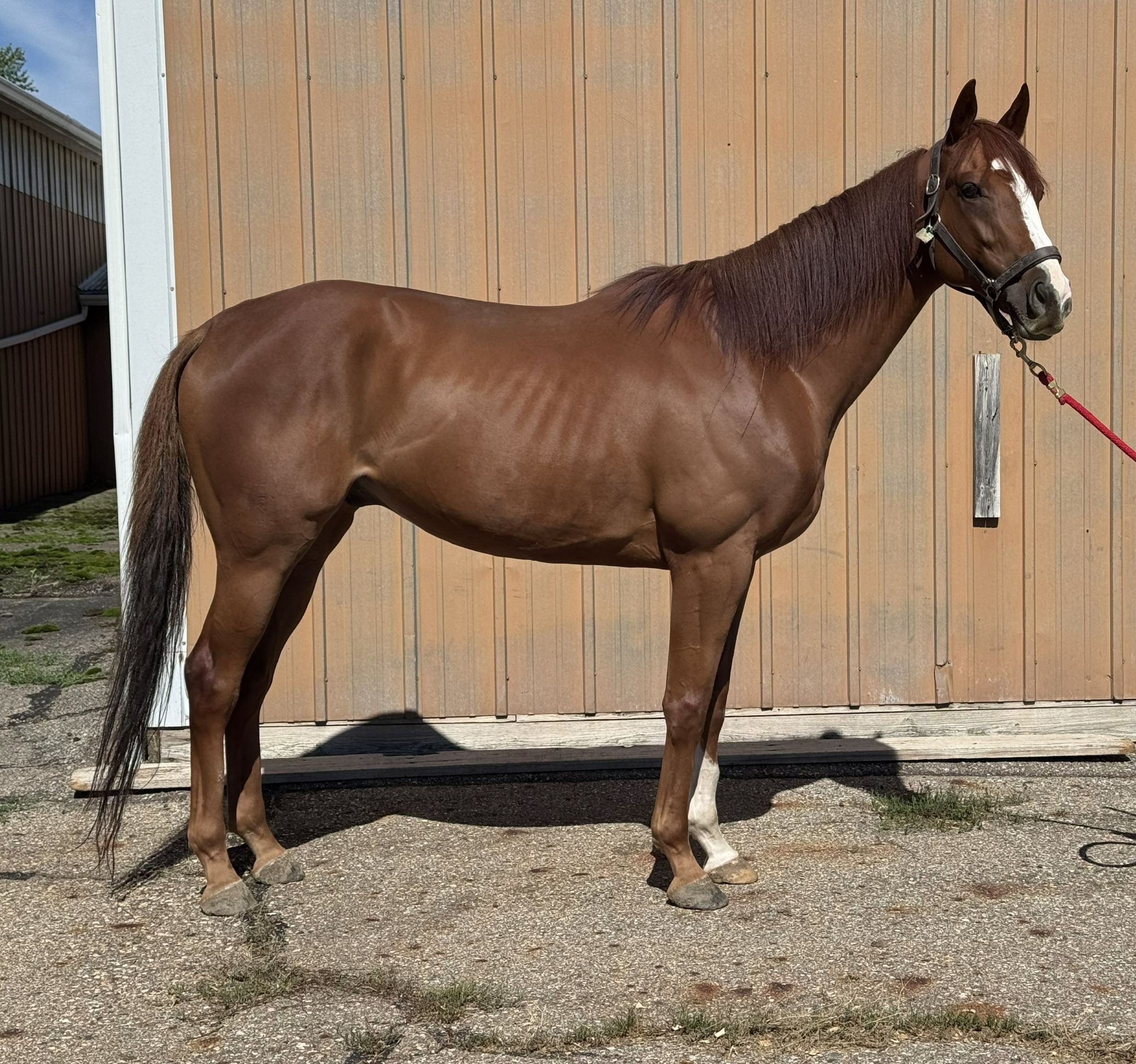Spectacular-Luck-RSide-Conformation
