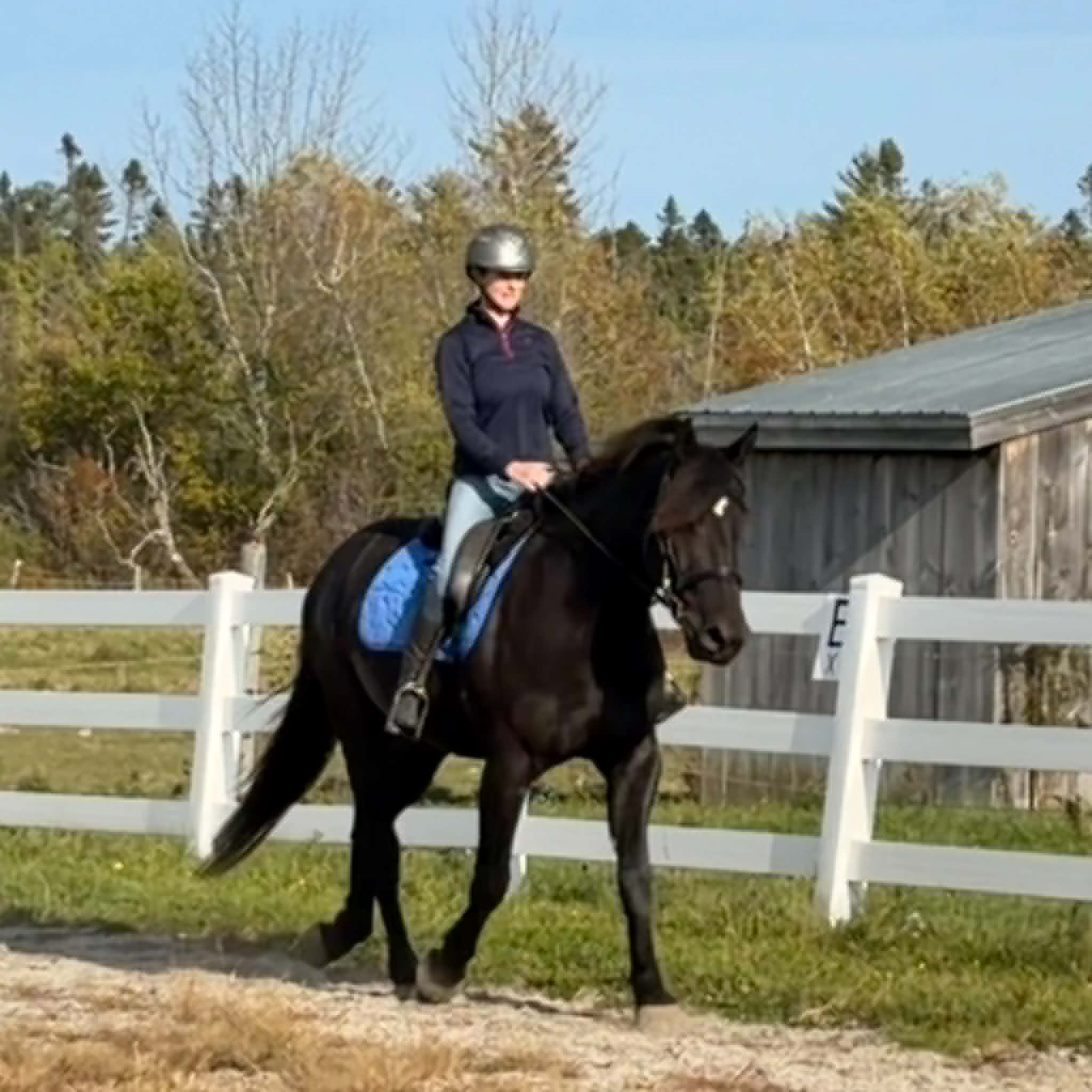 ONYX — A RARE GEM & A POTENTIAL HORSE OF A LIFETIME