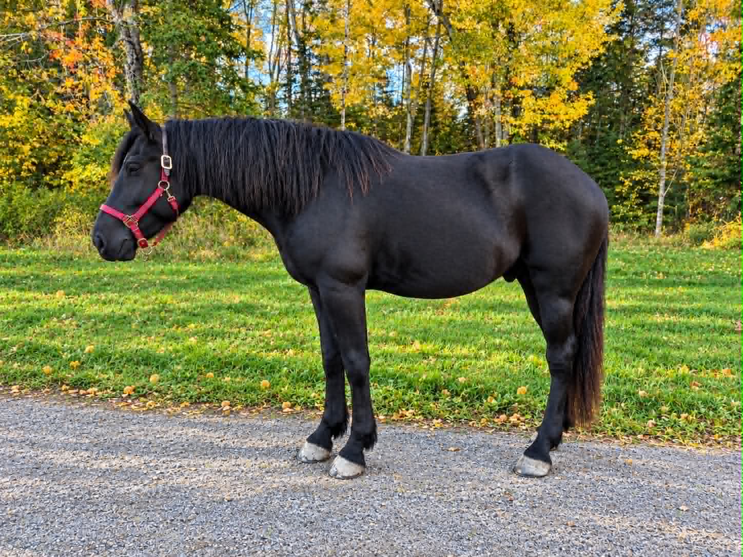 ONYX — A RARE GEM & A POTENTIAL HORSE OF A LIFETIME - Image 2